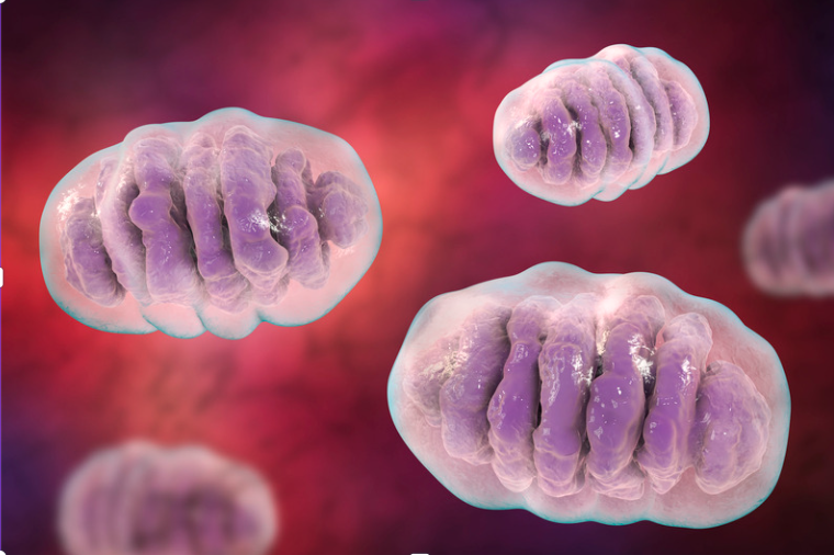 Mitochondrien-Die Kraftwerke unseres Körpers